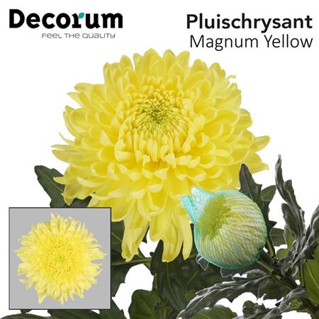 Chrysantheme Magnum Jaune x10 – Fleurs Services